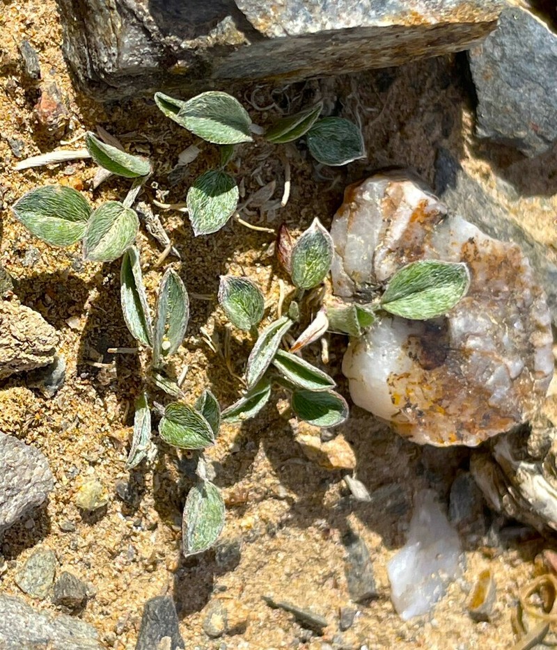 Astragalus lupulinus photo 6
