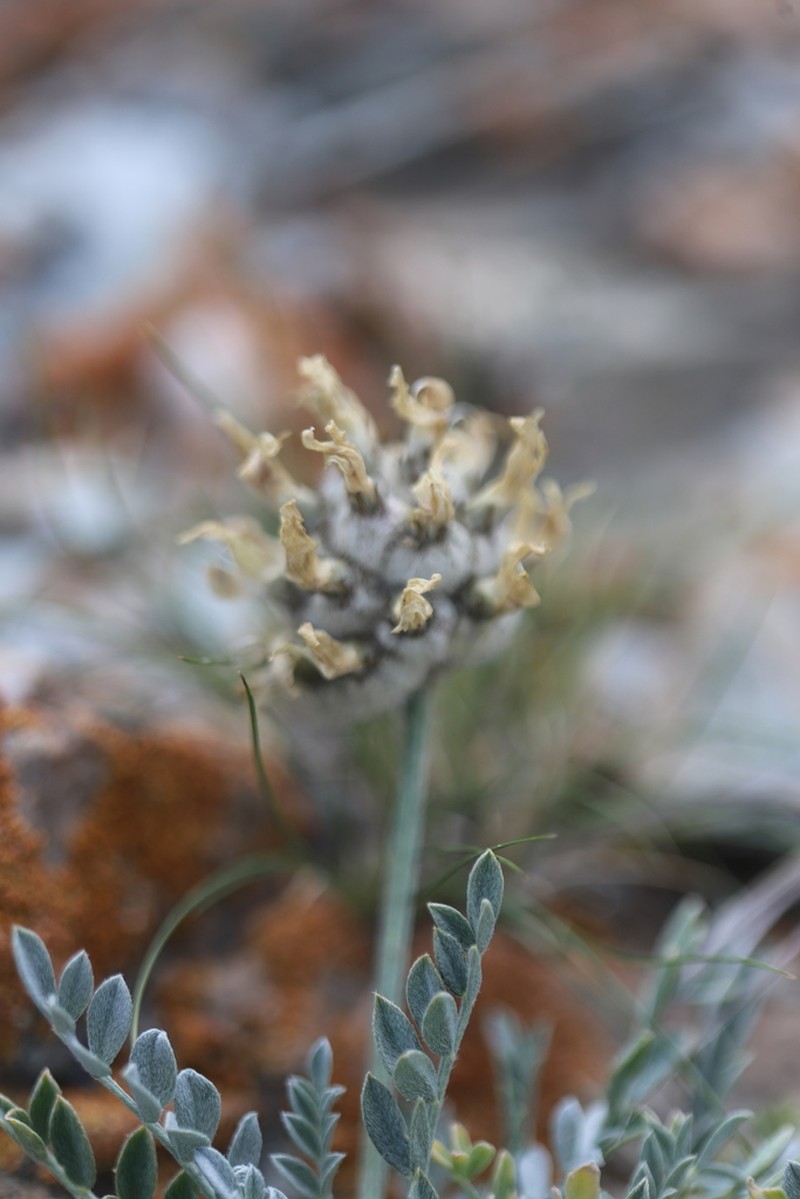 Astragalus lupulinus photo 7