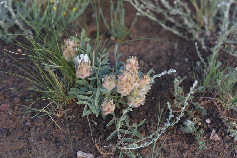 Astragalus lupulinus photo 8