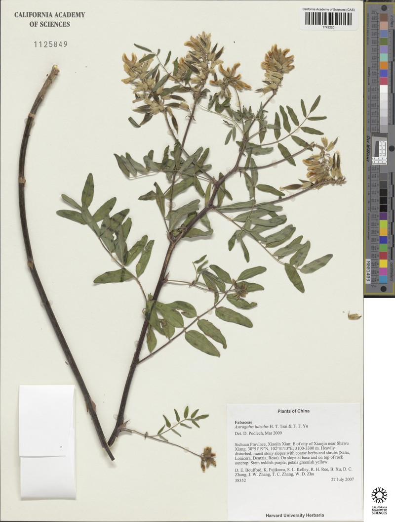 Astragalus luteolus