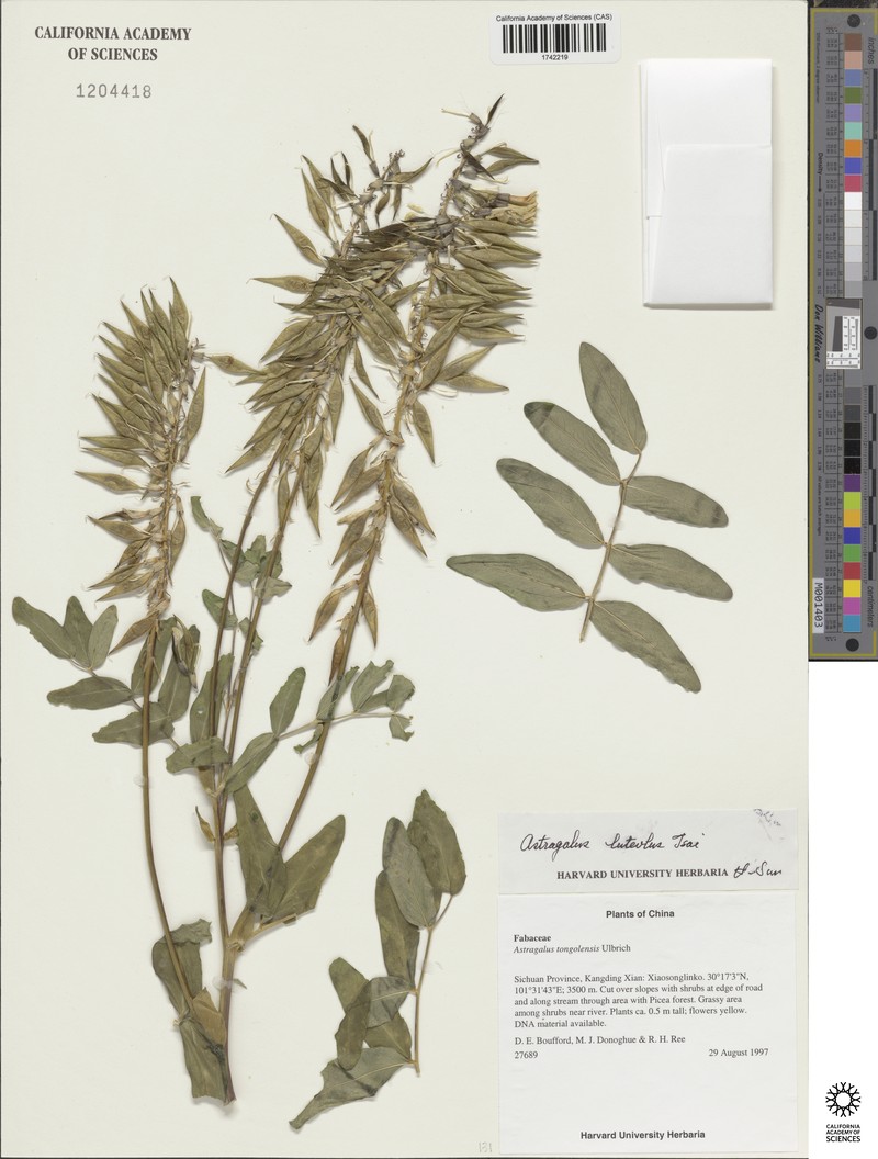Astragalus luteolus photo 2