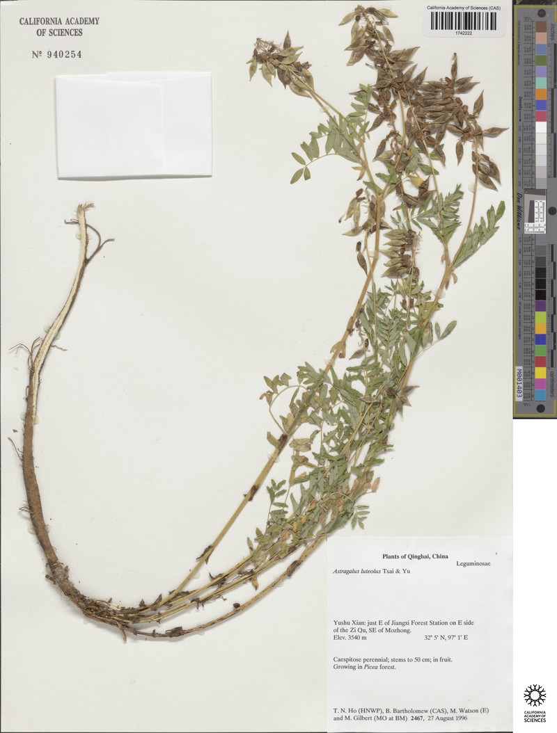 Astragalus luteolus photo 3
