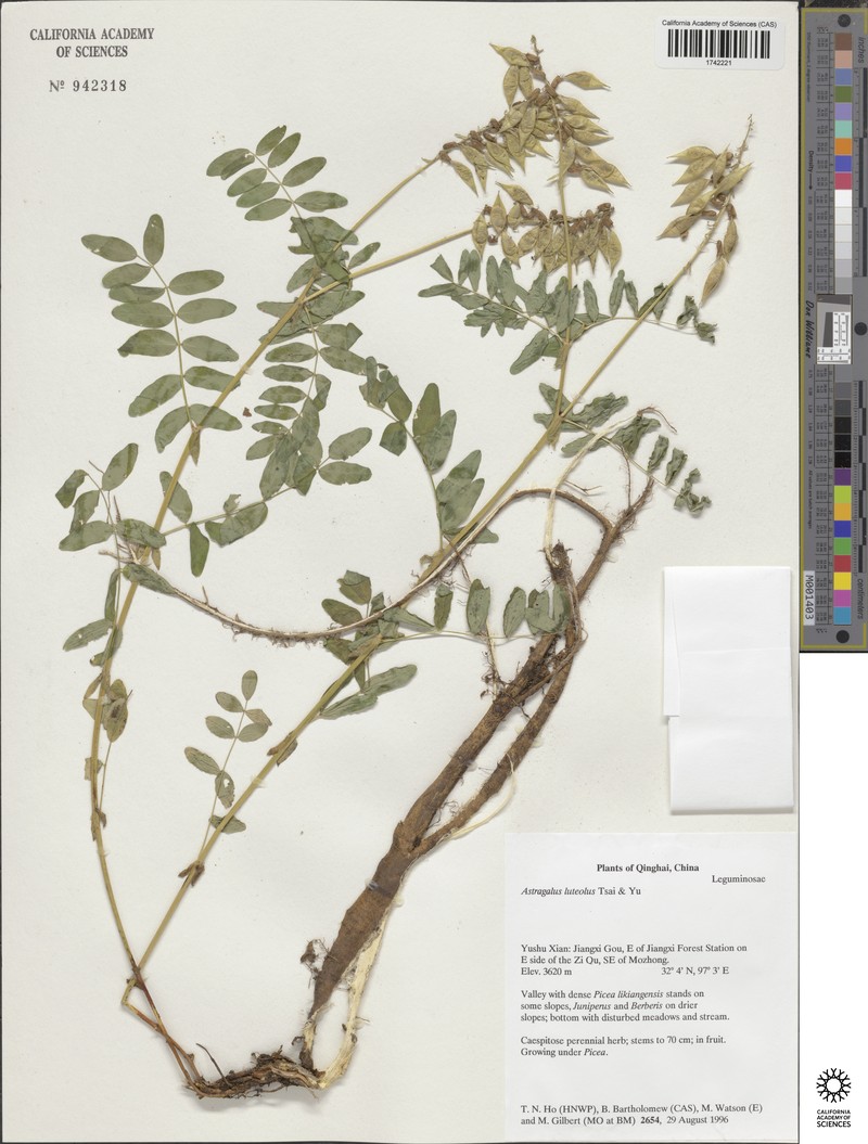 Astragalus luteolus photo 4