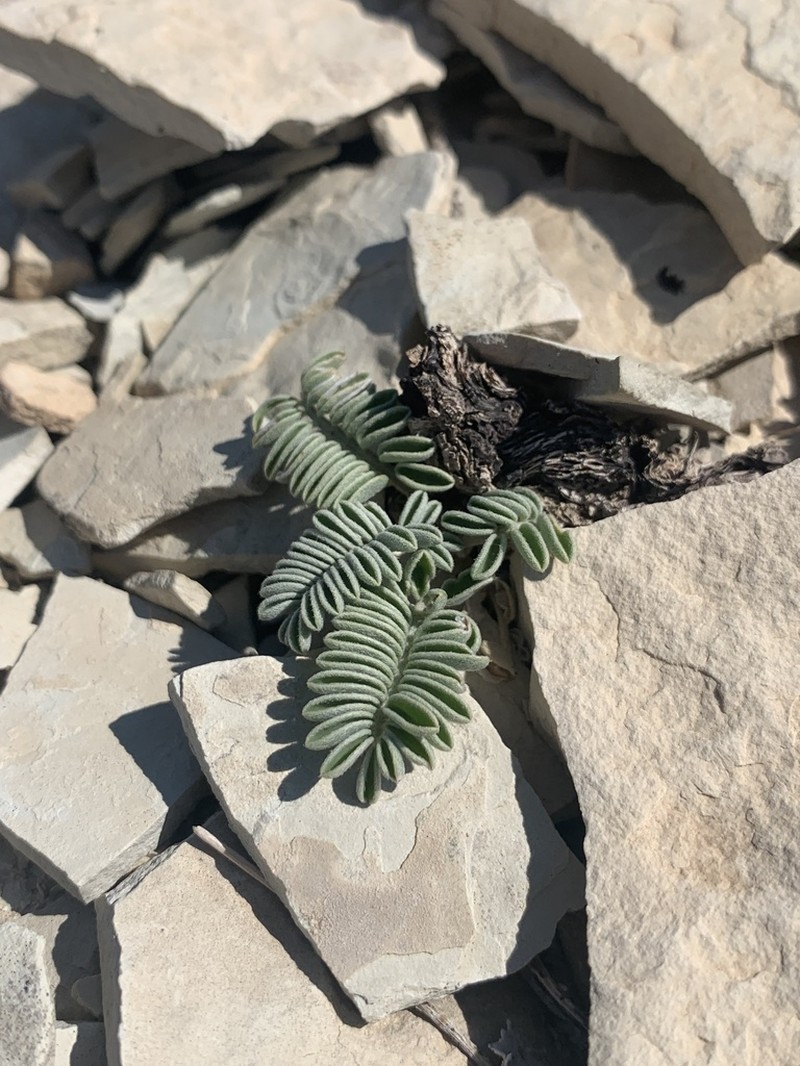 Dragon Milkvetch
