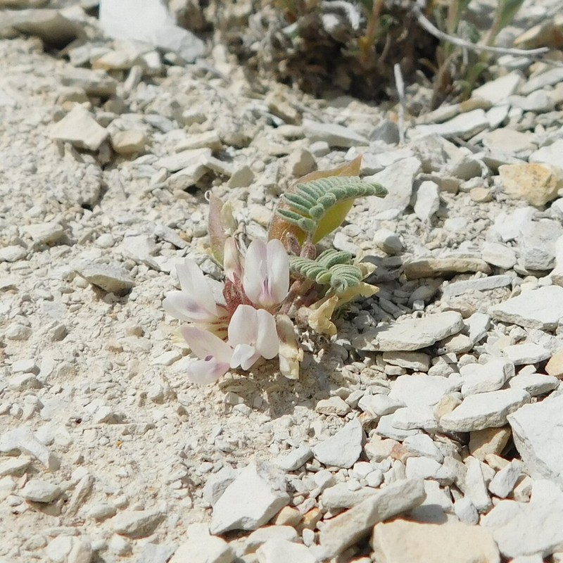Dragon Milkvetch photo 2