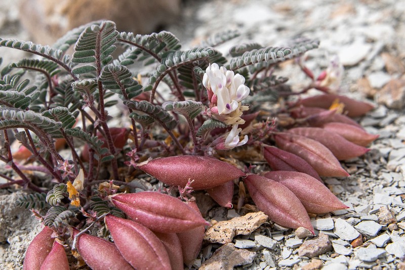 Dragon Milkvetch photo 3