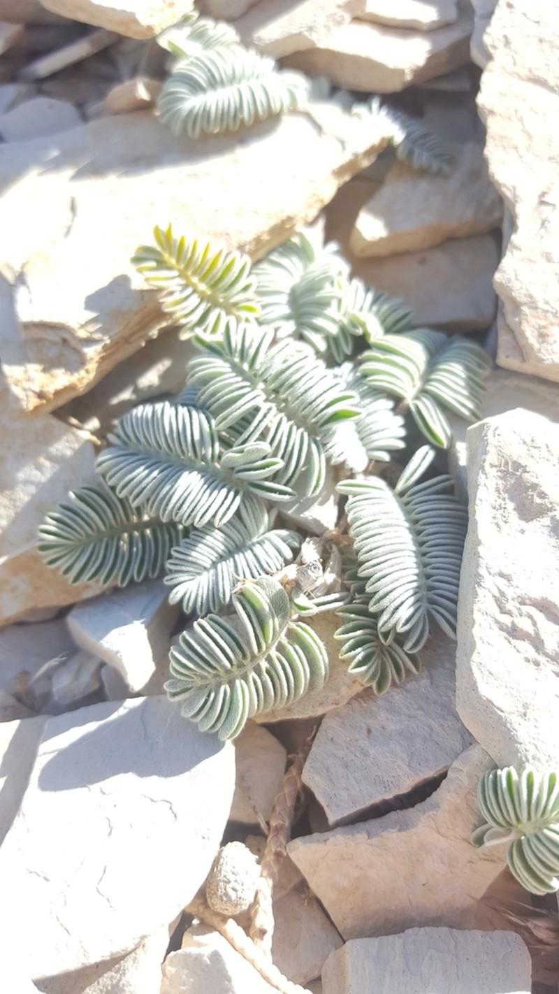 Dragon Milkvetch photo 4