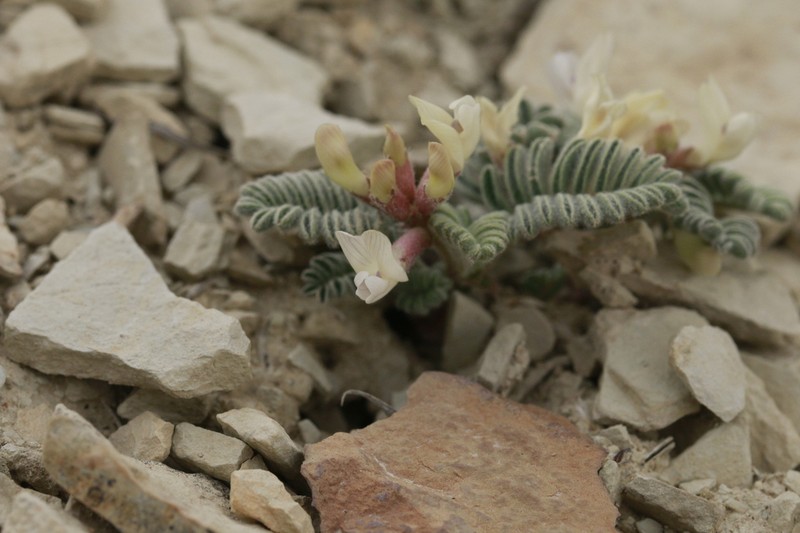 Dragon Milkvetch photo 5
