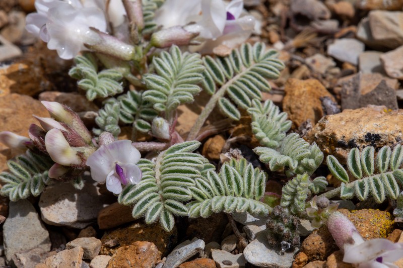 Dragon Milkvetch photo 7