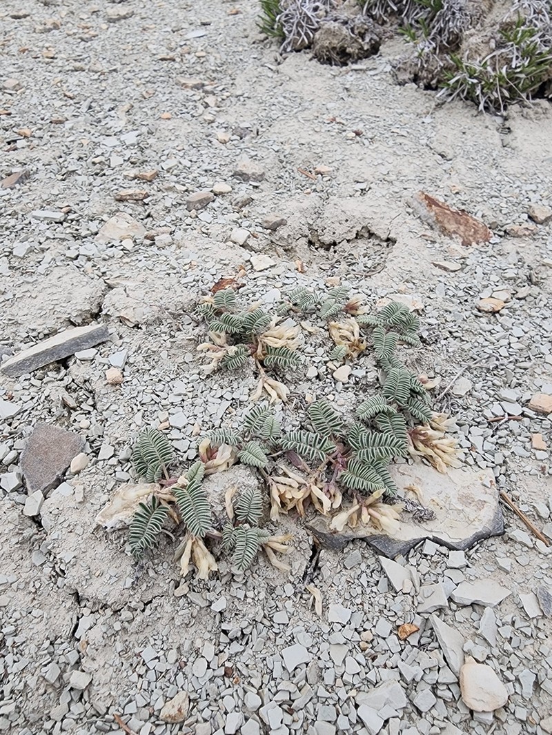 Dragon Milkvetch photo 8