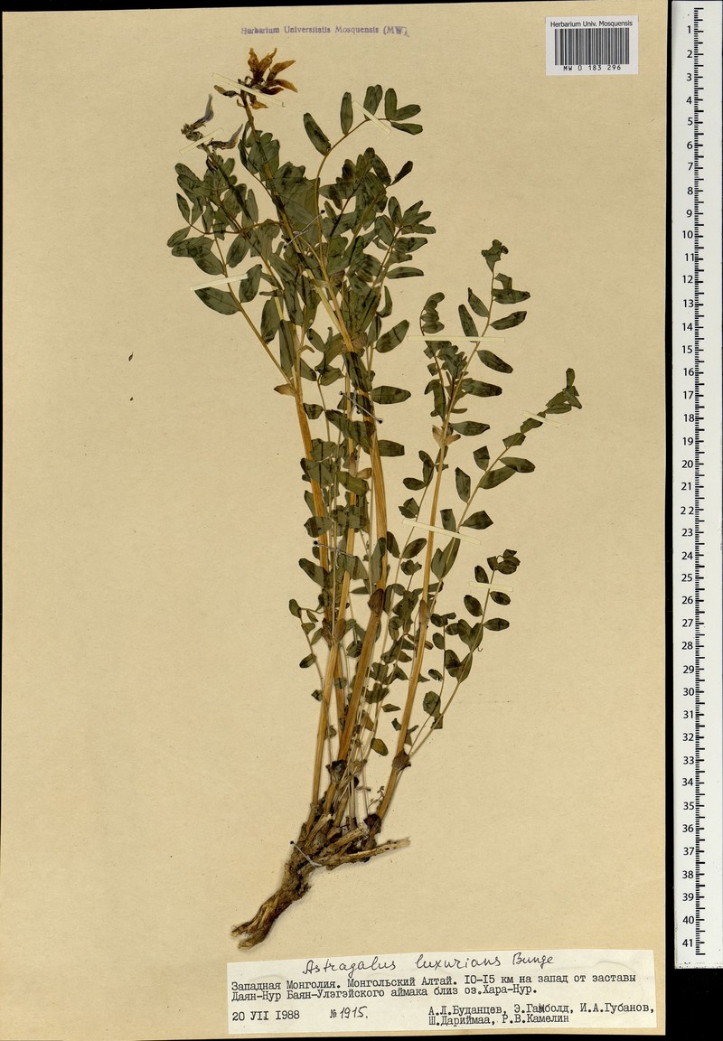Astragalus luxurians