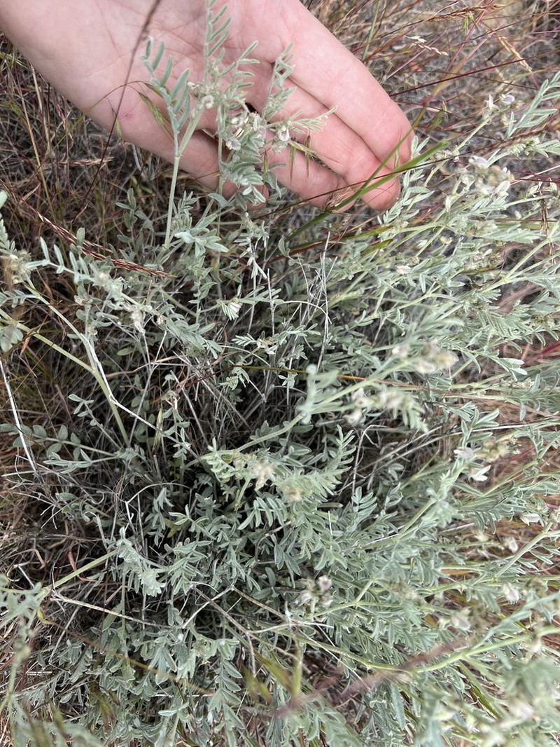 Lyall's Milkvetch