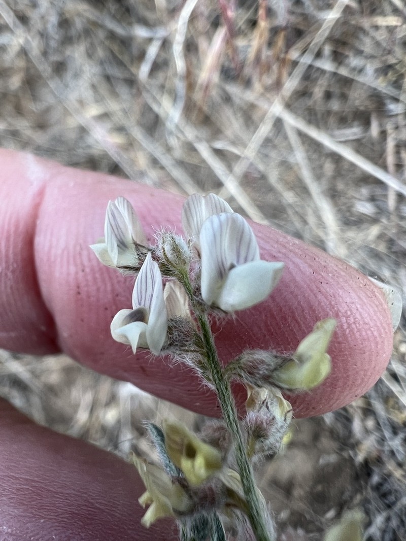 Lyall's Milkvetch photo 2