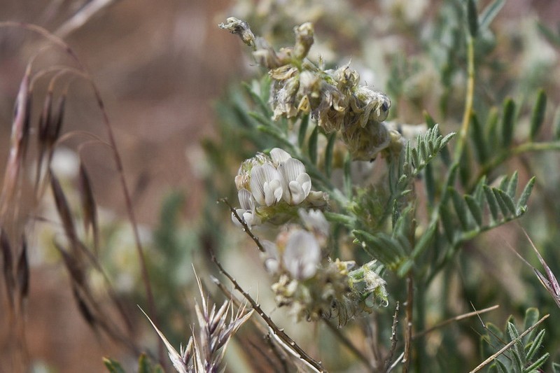 Lyall's Milkvetch photo 3