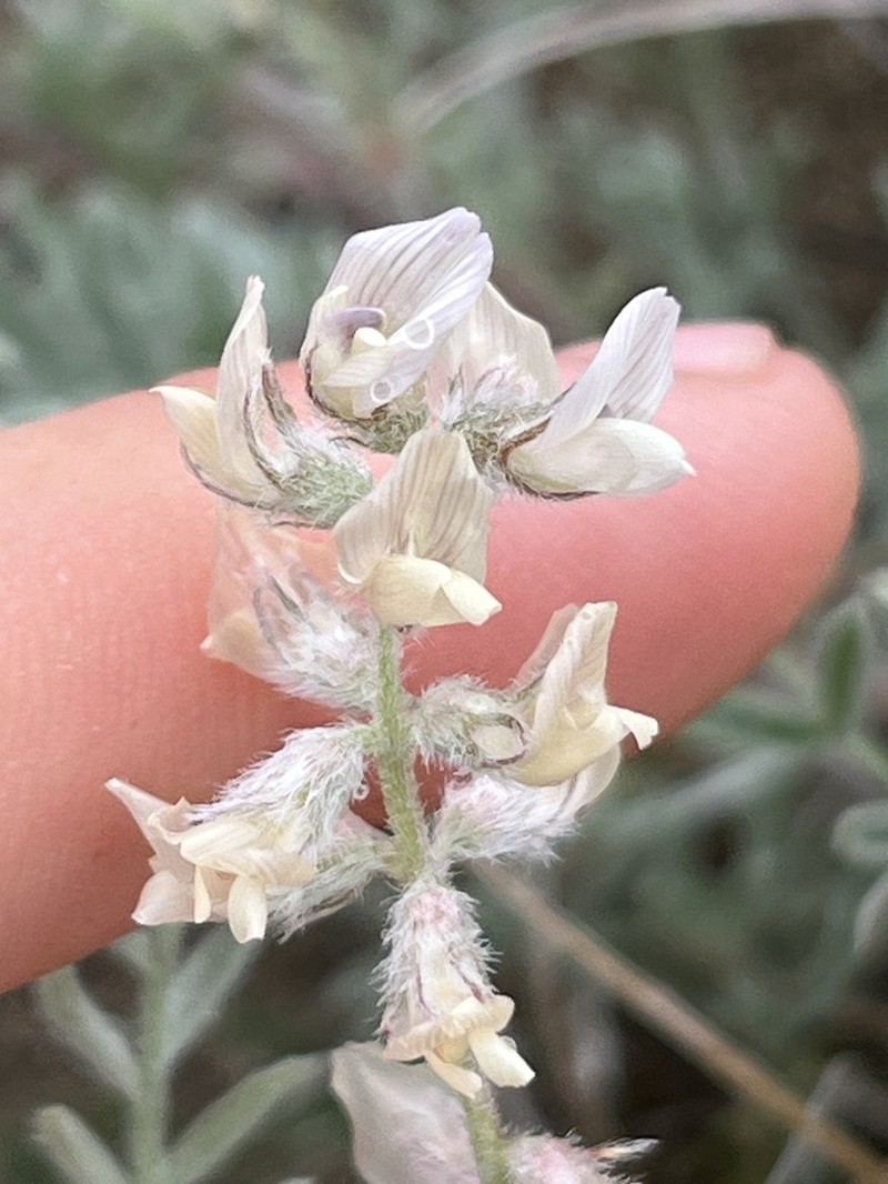 Lyall's Milkvetch photo 4