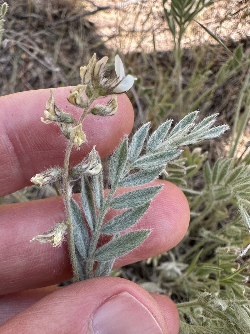 Lyall's Milkvetch photo 5