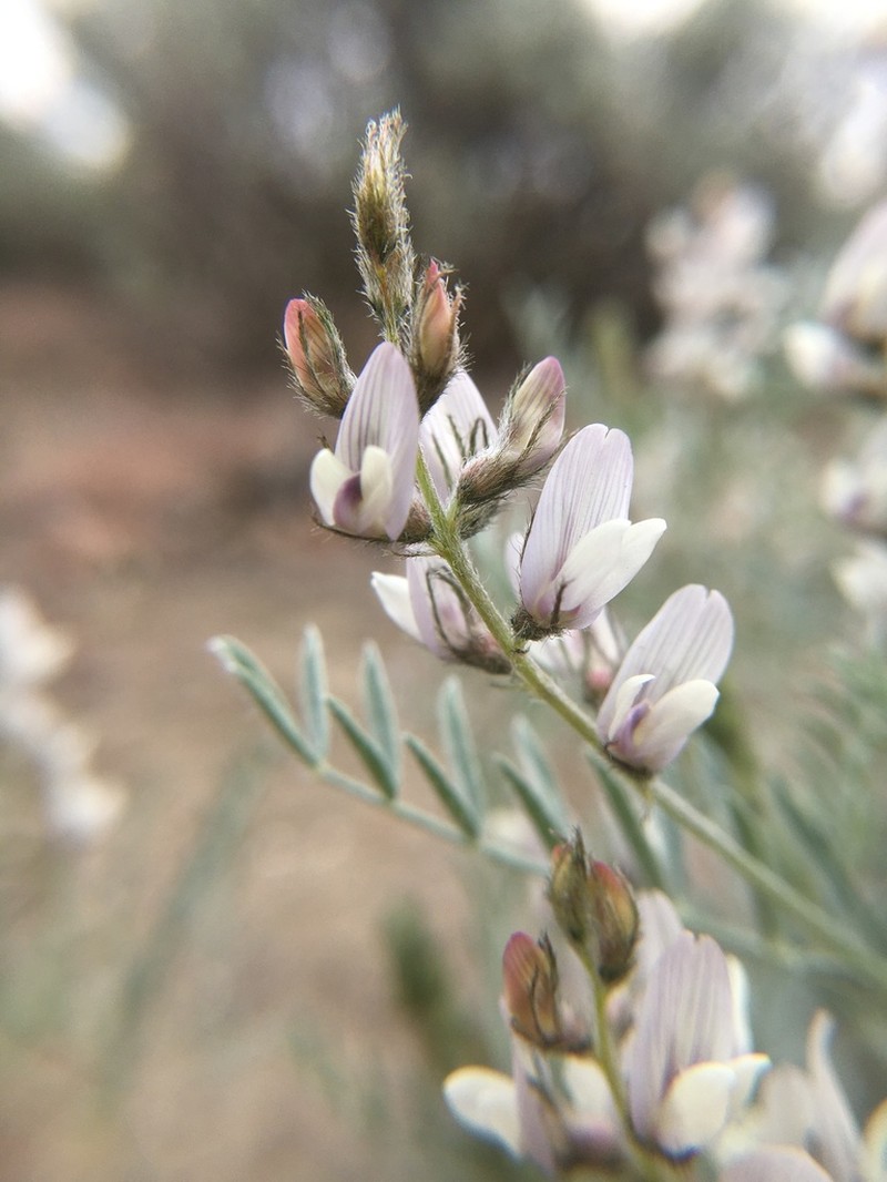 Lyall's Milkvetch photo 6