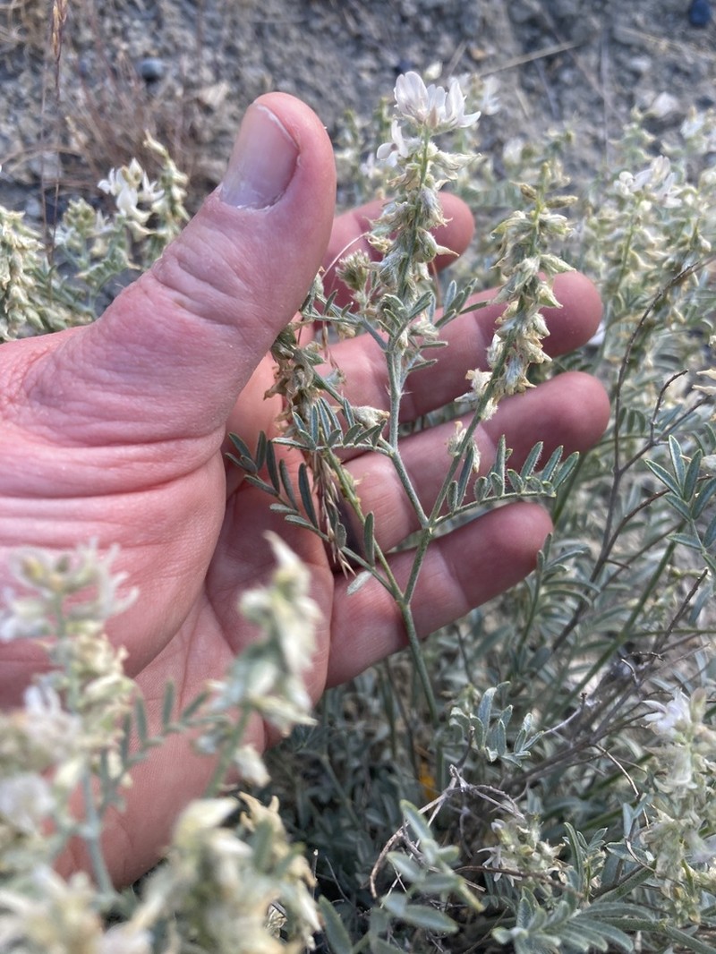 Lyall's Milkvetch photo 7