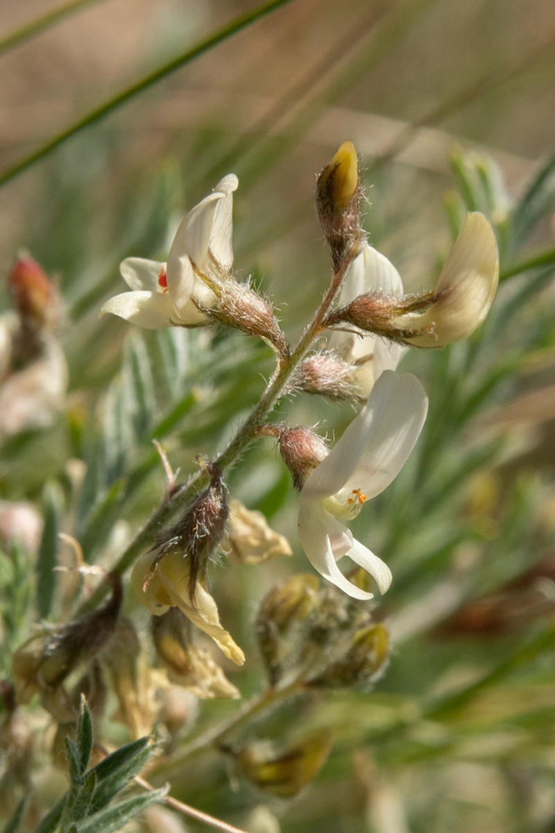 Lyall's Milkvetch photo 8