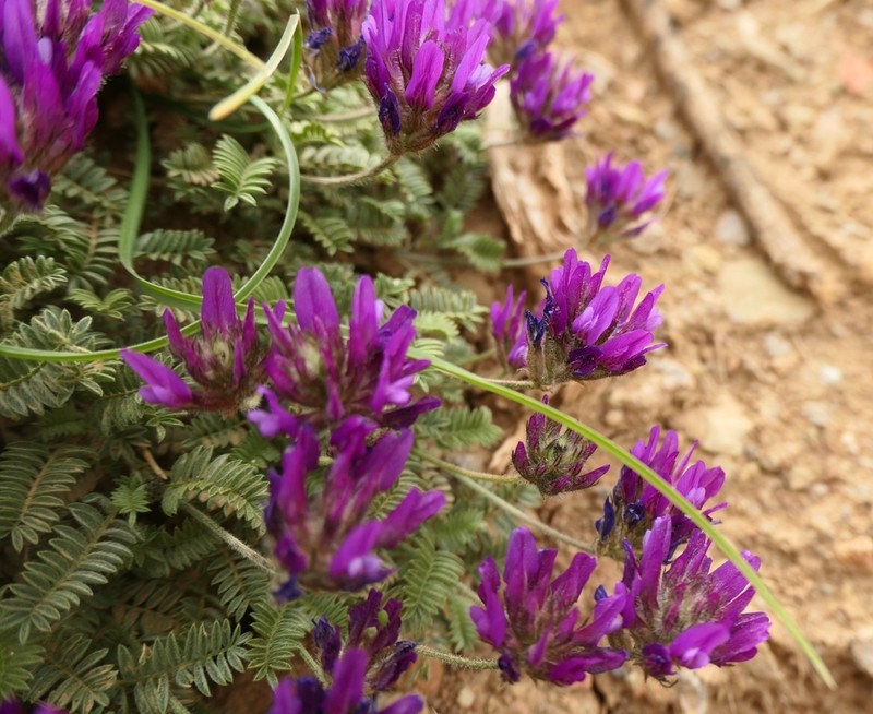 Astragalus lycaonicus