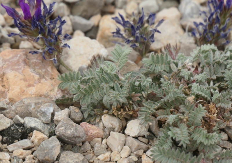 Astragalus lycaonicus photo 2