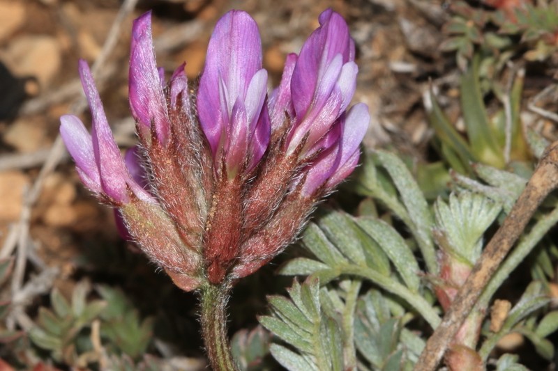 Astragalus lycaonicus photo 3