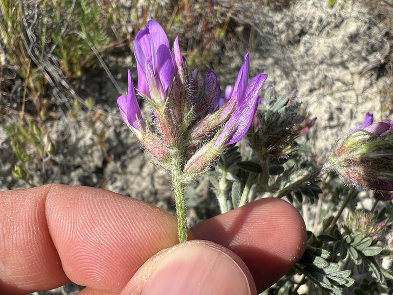 Astragalus lycaonicus photo 4