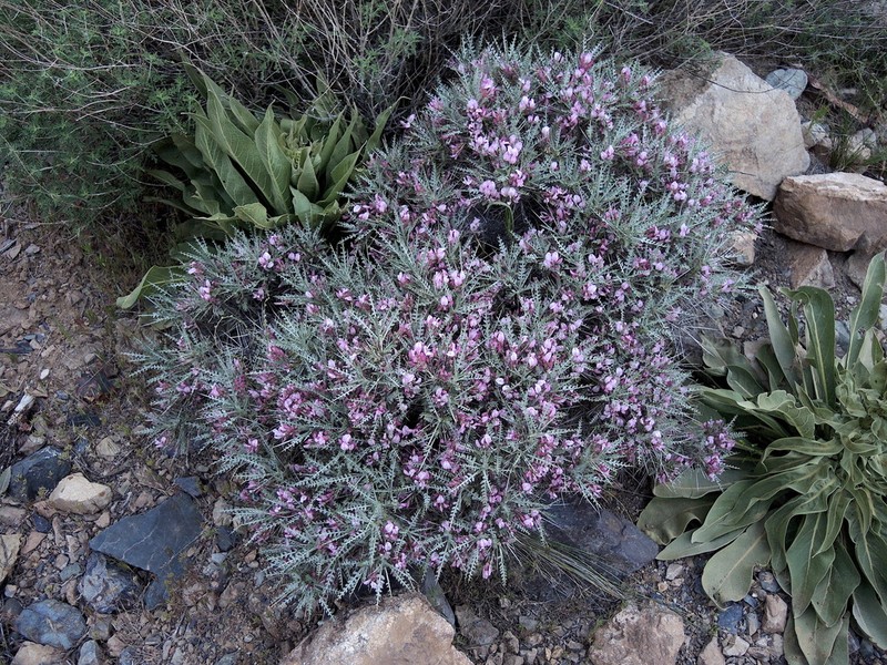 Astragalus lycioides