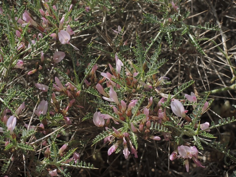 Astragalus lycioides photo 2