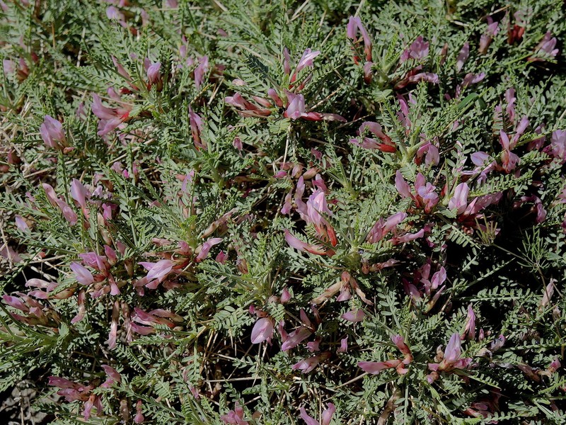 Astragalus lycioides photo 3