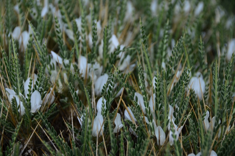 Astragalus lycioides photo 4