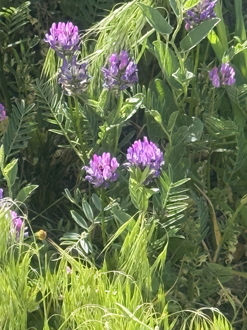 Astragalus lycius