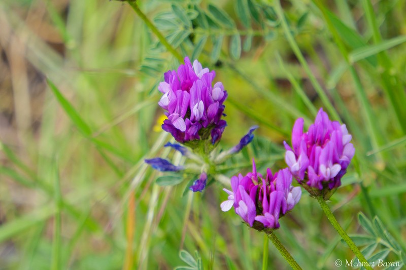 Astragalus lycius photo 2