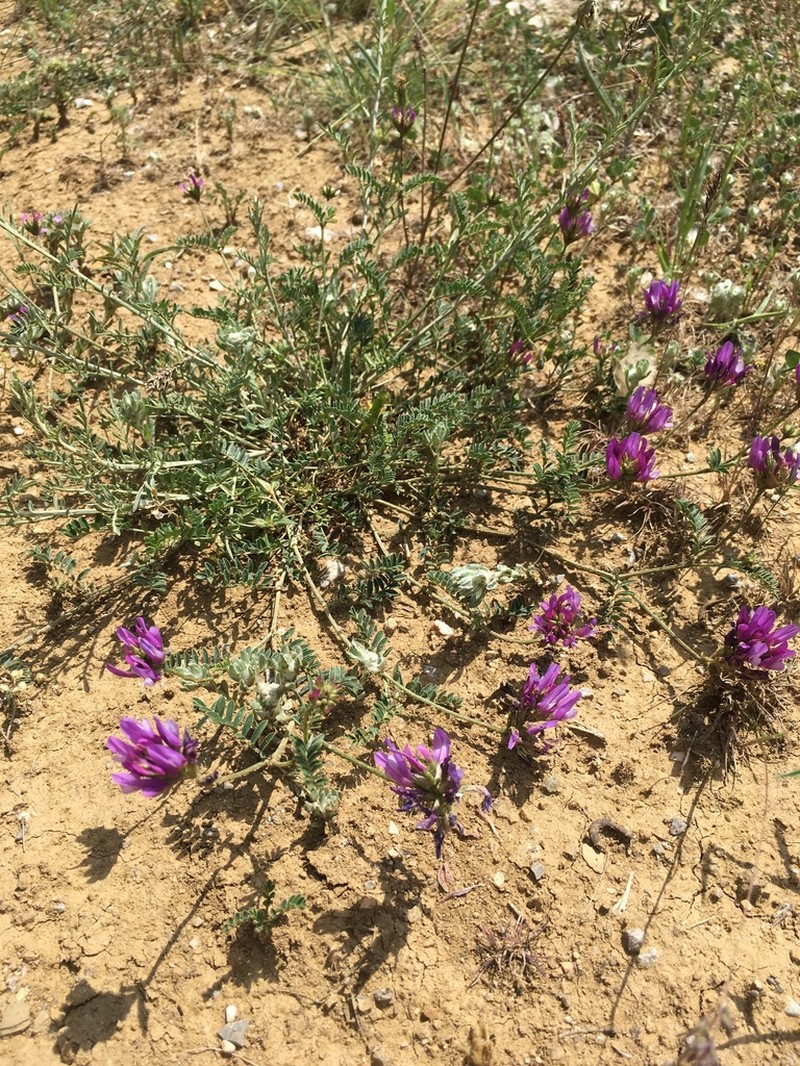 Astragalus lycius photo 3
