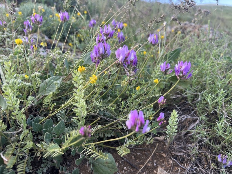 Astragalus lycius photo 4