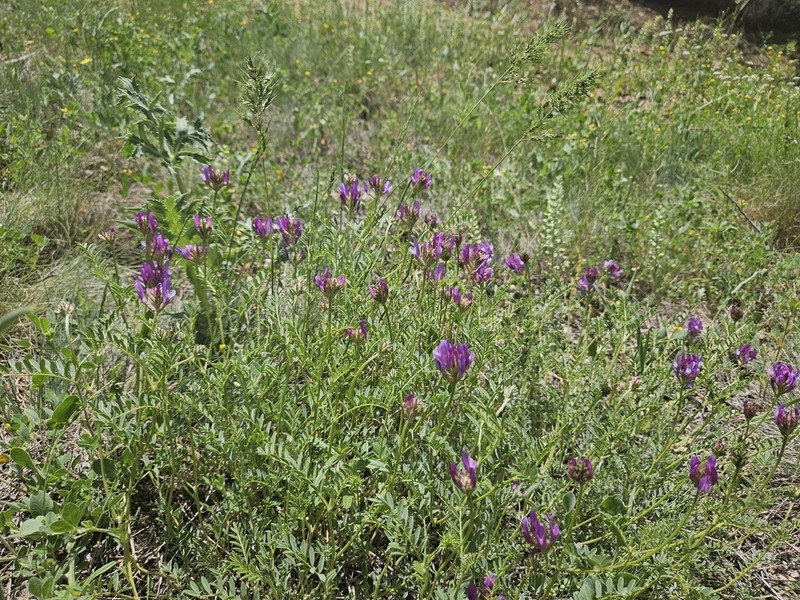 Astragalus lycius photo 5