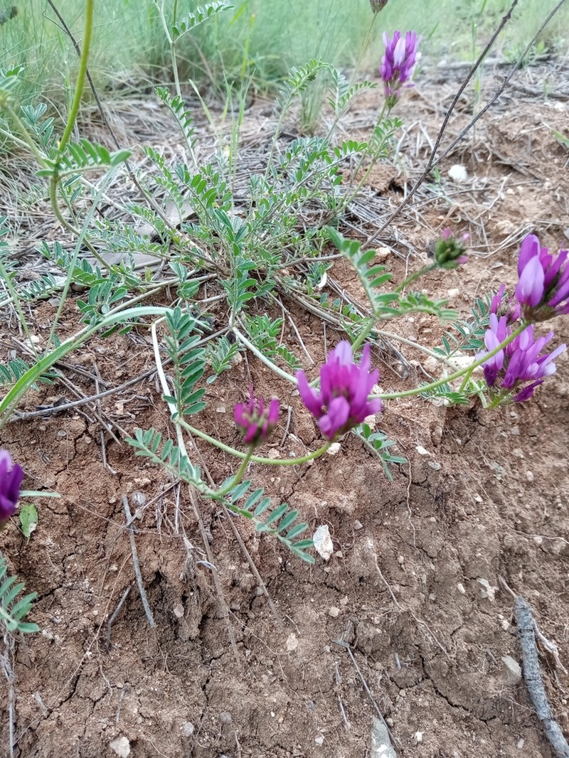 Astragalus lycius photo 6
