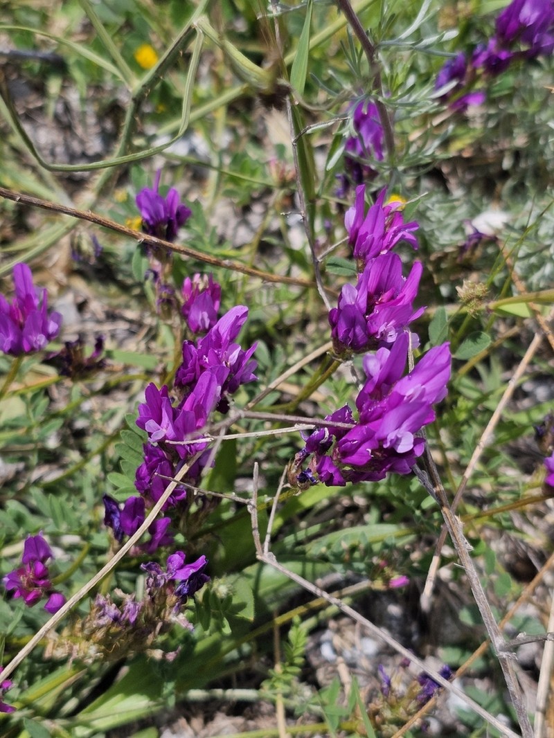 Astragalus lycius photo 7