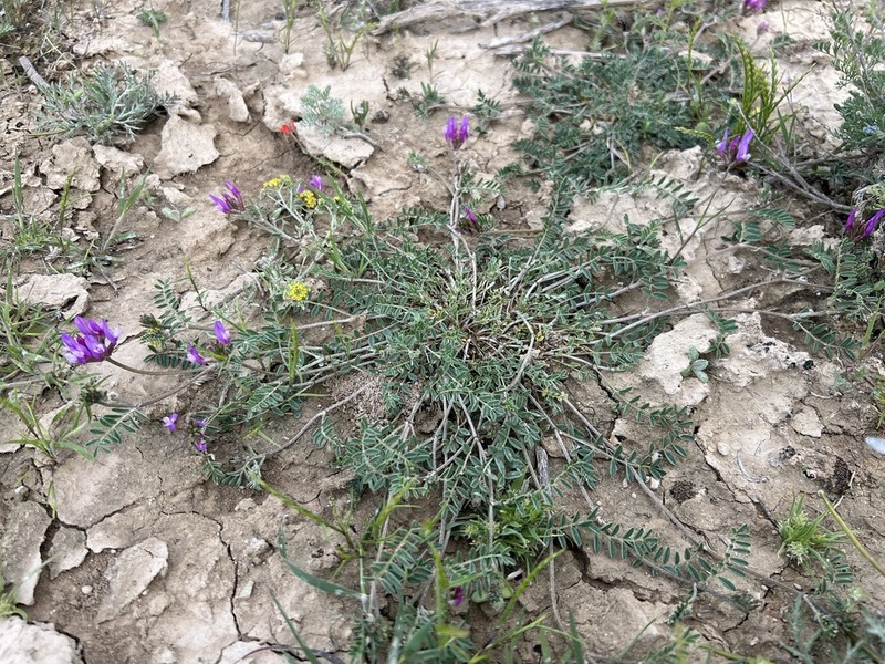 Astragalus lycius photo 8