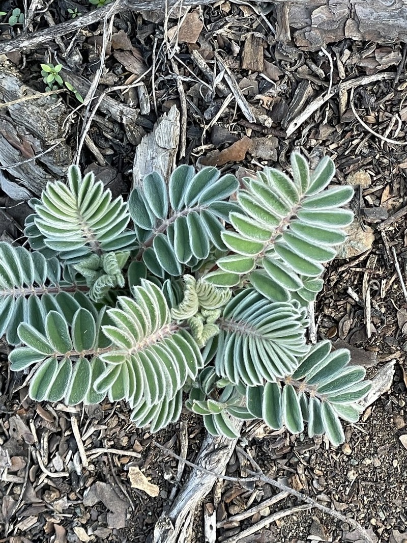 Astragalus macrocarpus photo 2