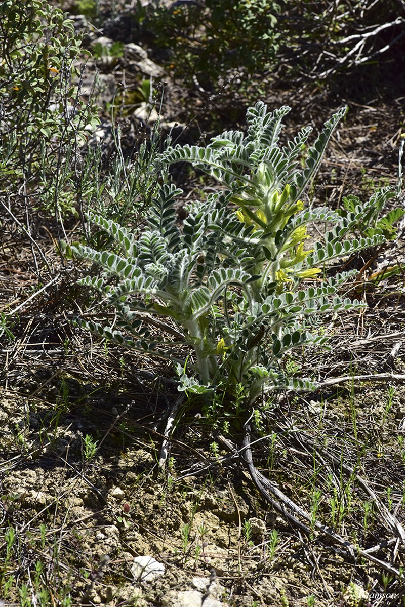 Astragalus macrocarpus photo 3