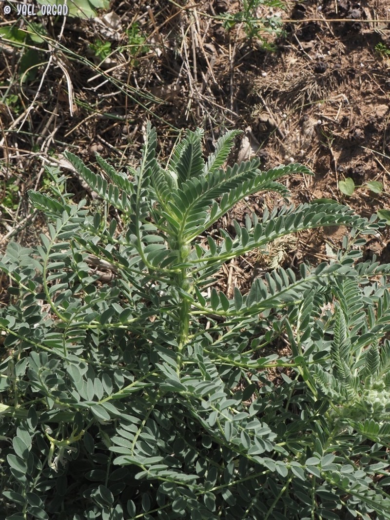 Astragalus macrocarpus photo 4