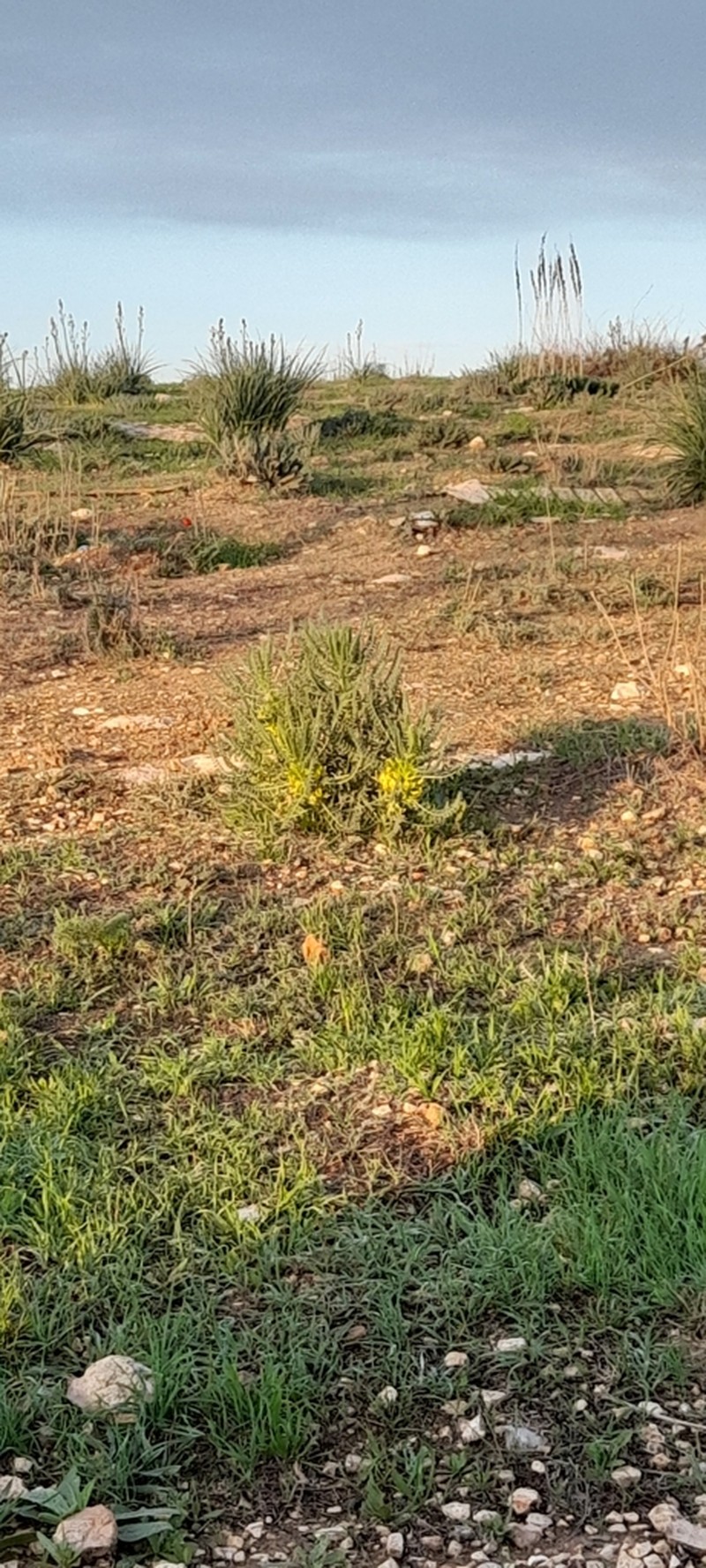 Astragalus macrocarpus photo 6