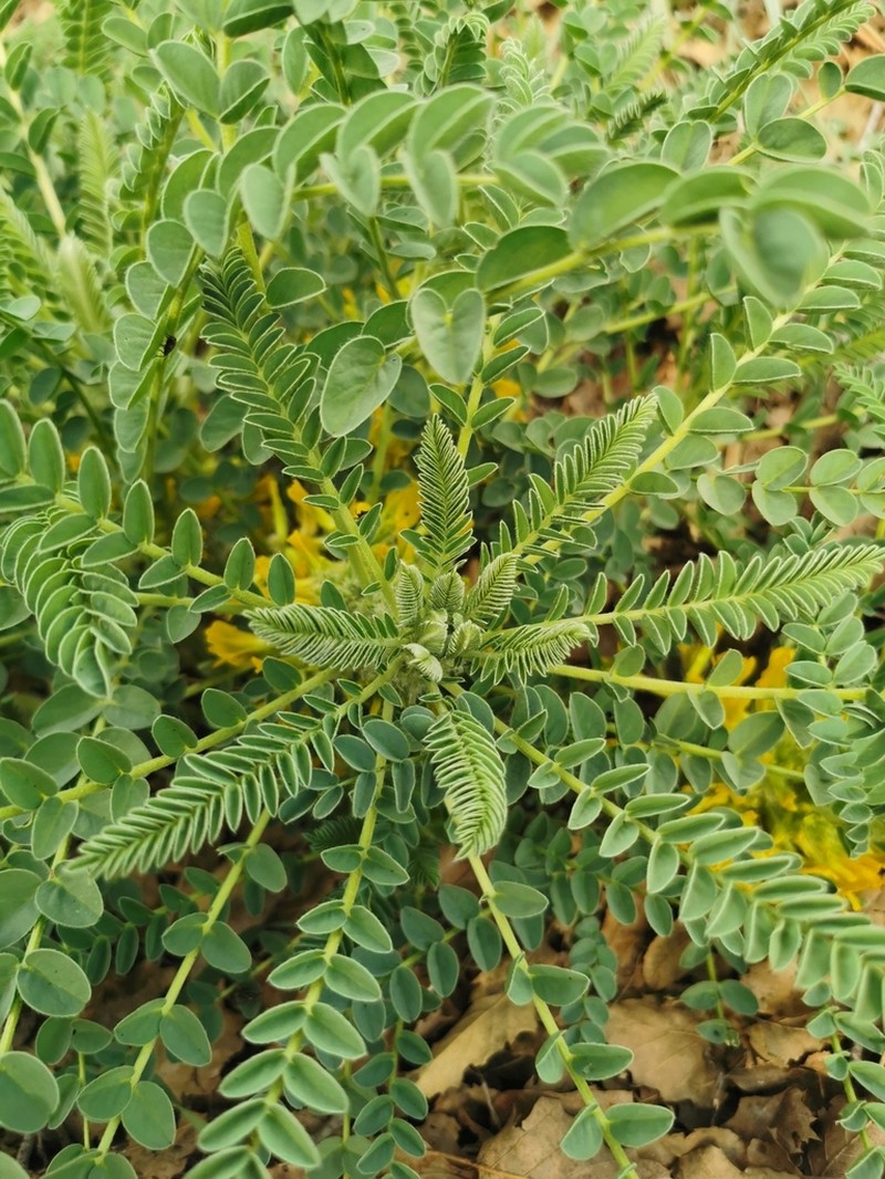 Astragalus macrocarpus photo 7