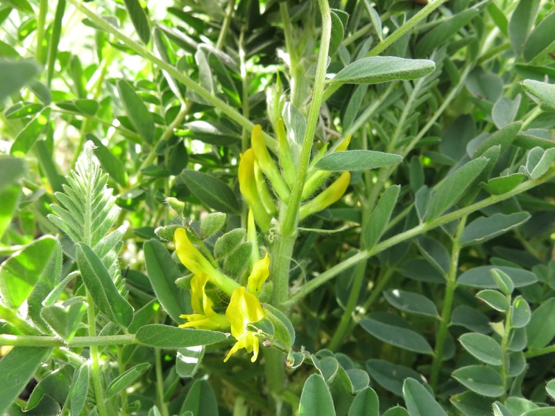 Astragalus macrocarpus photo 8