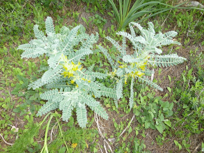 Astragalus macrocarpus subsp. lefkarensis