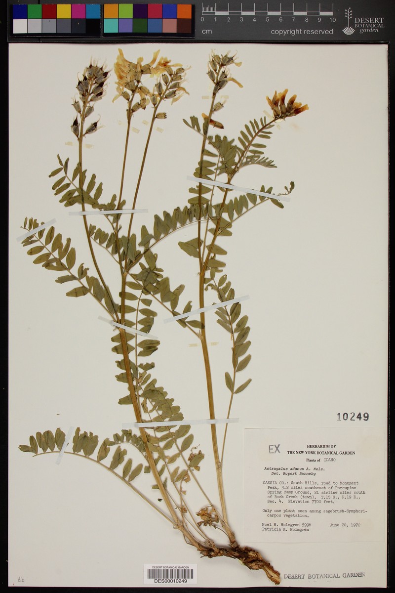 Astragalus macrocarpus subsp. macrocarpus