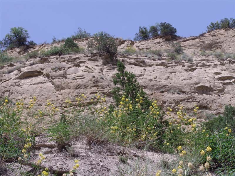 Astragalus macrocephalus