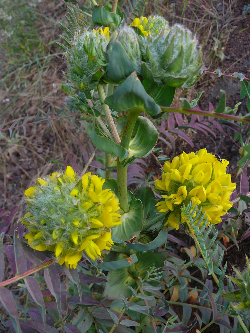 Astragalus macrocephalus photo 2