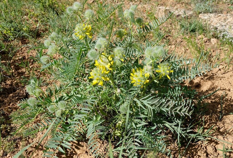 Astragalus macrocephalus photo 3